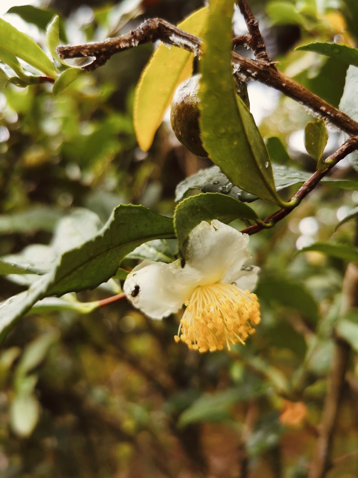 望 Chrysanthemum Serenity – 熱を冷まし目を良くする